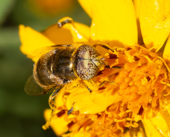 Common lagoon fly - Eristalinus aenus