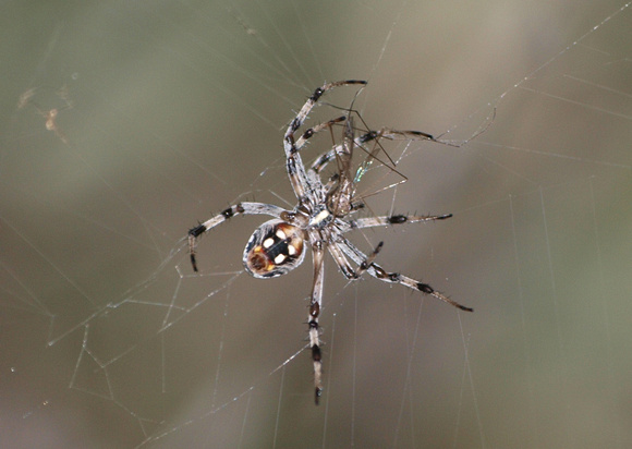 Western spotted orb weaver - Neoscona oaxacensis