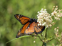 Narrow-leaved milkweed - Asclepias fascicularis