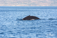 Humpback Whale - Megaptera novaeangliae
