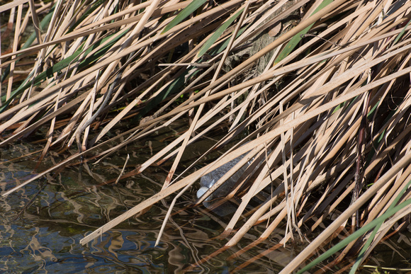 Plastic disposable containers find their way to the river