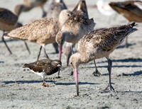 Marbled Godwit - Limosa fedoa, Black Turnstone - Arenaria melanocephala