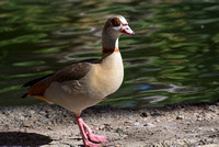 Egyptian Goose - Alopochen aegyptiacus