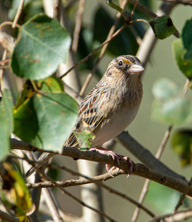 Grasshopper Sparrow - Ammodramus savannarum