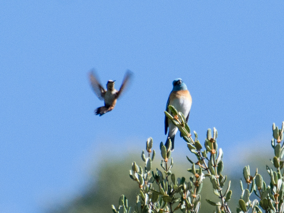 Lazuli Bunting - Passerina amoena