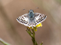 White checkered-skipper - Pyrgus albescens