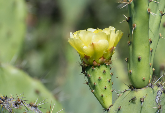 Coast Prickly Pear  - Opuntia littoralis