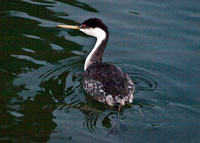 Western Grebe - Aechmophorus occidentalis