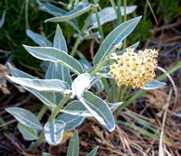 Woollypod milkweed - Asclepias eriocarpa