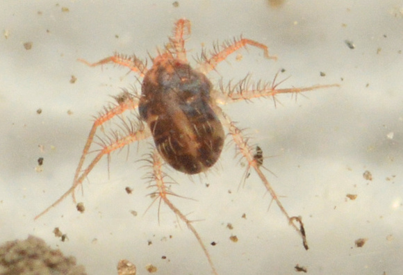 Whirligig mite