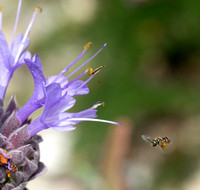 Sweat bee - Lasioglossum sp.