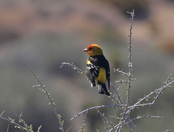 Western Tanager - Piranga ludoviciana