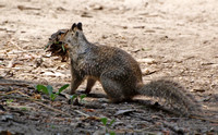 California ground squirrel Otospermophilus beecheyi