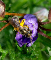 Sweat bee -Unidentified sp.