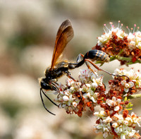 Grass carrying wasp - Isodontia elegans