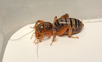 Jerusalem cricket - Ammopelmatus sp.