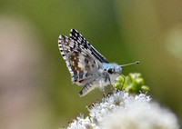 White checkered-skipper - Pyrgus albescens