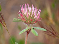 Rose Clover - Trifolium hirtum