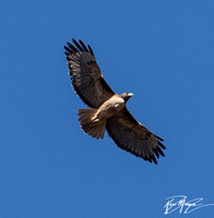 Red-tailed Hawk - Buteo jamaicensis