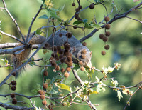 Eastern fox squirrel  - Sciurus niger