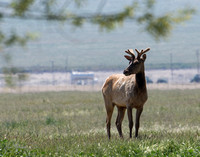 Tule Elk - Cervus canadensis ssp. nannodes