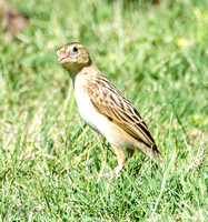 Northern Red Bishop - Euplectes franciscanus