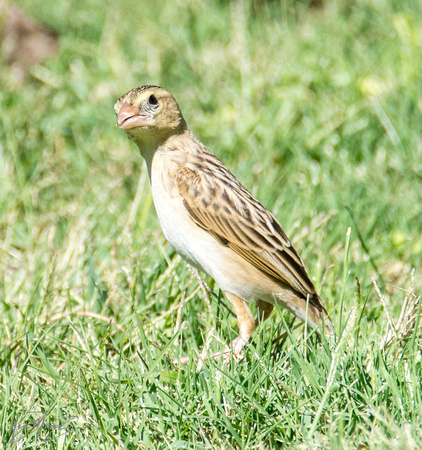 Northern Red Bishop - Euplectes franciscanus