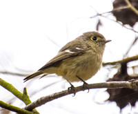 Hutton's Vireo - Vireo huttoni