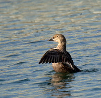 King Eider - Somateria spectabilis