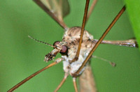 Crane fly - Unidentified sp.