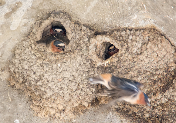 Cliff Swallow - Hirundo pyrrhonota