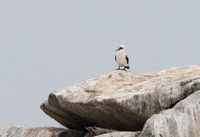 Masked Booby - Sula dactylatra