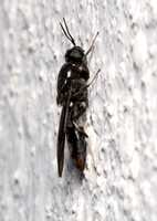 Black soldier fly - Hermita illucens