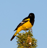 Scott's Oriole - Icterus parisorum