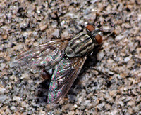 Flesh fly - Family Sarcophagidae (possibly Grey flesh fly -Sarcophaga bullata??)