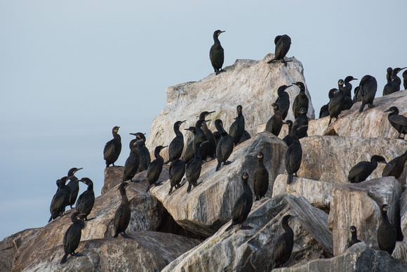 Brandt's Cormorant - Phalacrocorax penicillatus