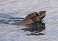 California sea lion - Zalophus californianus