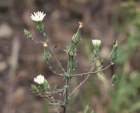 California Chicory - Rafinesquia californica
