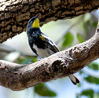 Yellow-rumped Warbler - Setophaga coronata