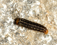 Sunflower moth - Homoeosoma electella