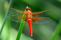 Neon skimmer -  Libellula croceipennis