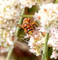 Mason wasp - Euodynerus pratensis