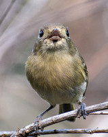 Hutton's Vireo - Vireo huttoni