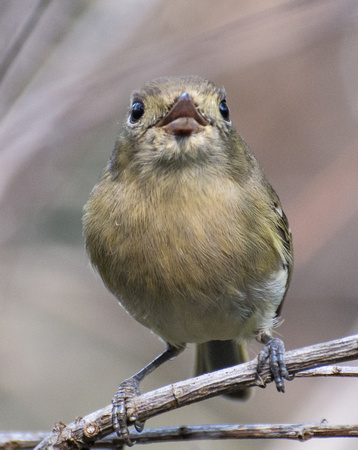 Hutton's Vireo - Vireo huttoni