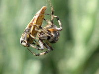 Western spotted orb weaver - Neoscona oaxacensis