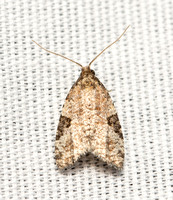 Tortricid moth - Anopina triangulana