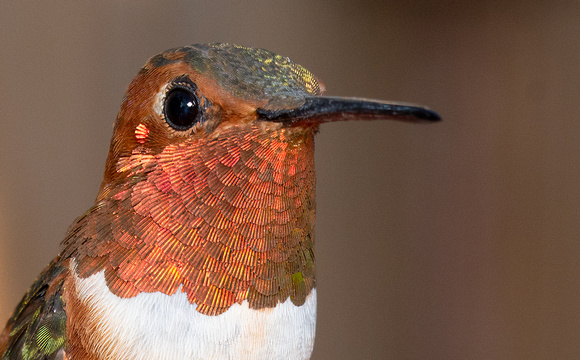 Allen's Hummingbird - Selasphorus sasin