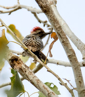 Ladder-backed Woodpecker Dryobates scalaris