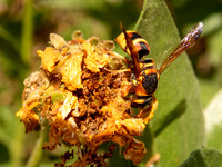 Mason wasp - Euodynerus hidalgo