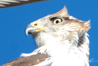 Ferruginous Hawk - Buteo regalis